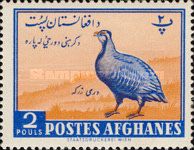 Chukar Partridge (Alectoris chukar)