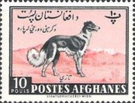 Afghan Hound (Canis lupus familiaris)