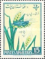Grain and Grasshopper (Gomphocerinae)