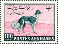 Afghan Hound (Canis lupus familiaris)