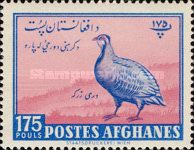 Chukar Partridge (Alectoris chukar)