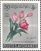 Tulip (Tulipa sp.)
