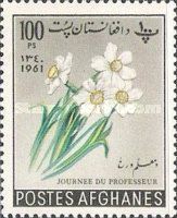 Narcissus