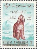 Afghan Hound (Canis lupus familiaris)