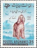 Afghan Hound (Canis lupus familiaris)