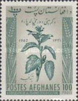 Jute Plant (Corchorus sp.)