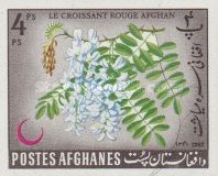 Chinese Wisteria (Wisteria sinensis)