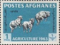 Karakul Sheep (Ovis ammon aries)