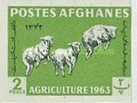 Karakul Sheep (Ovis ammon aries)