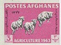 Karakul Sheep (Ovis ammon aries)