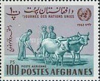 Plowing Fields, Domestic Cattle (Bos taurus)