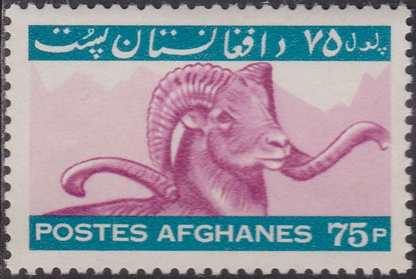 Argali (Ovis ammon ammon)