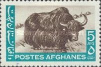 Yak (Bos mutus)