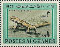 Caucasian Agama (Agama caucasica)