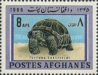 Horsfield's Tortoise (Testudo horsfieldii)