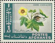 Cotton (Gossypium herbaceum)