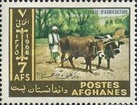 Domestic Cattle (Bos taurus)