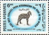 Karakul Sheep (Ovis ammon aries)