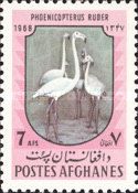 Greater Flamingo (Phoenicopterus roseus)