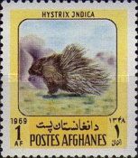 Indian Crested Porcupine (Hystrix indica)