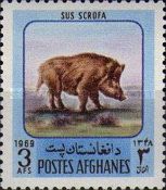 Wild Boar (Sus scrofa)