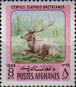 Bactrian Deer (Cervus elaphus bactrianus)
