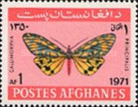 Moth (Callimorpha principalis)