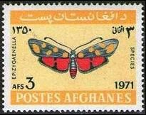 Moth (Epizygaenella afghana)