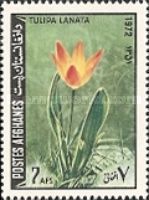 Lanata Tulip (Tulipa lanata)