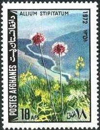 Persian Shallot (Allium stipitatum)