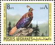 Himalayan Monal (Lophophorus impejanus)