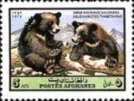 Asiatic Black Bear (Ursus thibetanus)