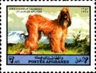 Afghan Hound (Canis familiaris)