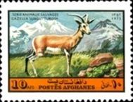 Goitered Gazelle (Gazella subgutturosa)
