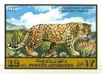 Leopard (Panthera pardus)