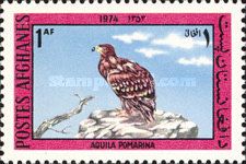 Lesser Spotted Eagle (Aquila pomarina)