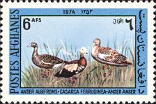 White-fronted Goose, Ruddy Shelduck and Greylag Goose