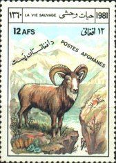 Urial (Ovis orientalis vignei)