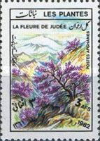 Judas Tree (Cercis siliquastrum)