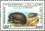 Indian Hedgehog (Paraechinus micropus)