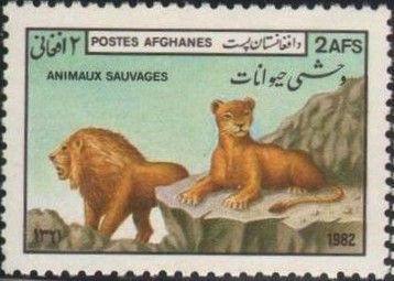 Lion (Panthera leo)