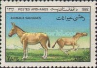 Asian Wild Ass (Equus hemionus)