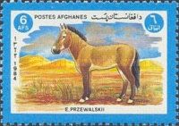 Przewalski's Horse (Equus ferus przewalskii)