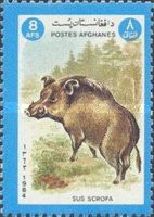 Wild Boar (Sus scrofa)