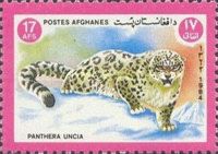 Snow Leopard (Panthera uncia)