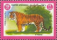 Tiger (Panthera tigris)