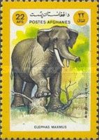 Asian Elephant (Elephas maximus)