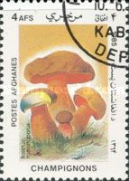 Dotted stem bolete (Boletus luridiformis)