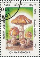 Blusher (Amanita rubescens)