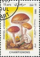 Brown birch bolete (Leccinum scabrum)
